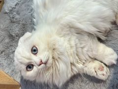 -喵宠乐园·撸猫互动·猫舍