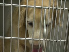 -佳雯宠物医院·皮肤科·内外科(春晓路分院)