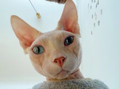 -猫腻·猫咖·撸猫馆(星光大道店)