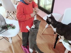 -李小姐の猫咖啡馆(五角场店)