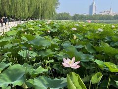 -莲花池公园