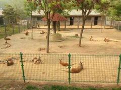 -石家庄市动物园