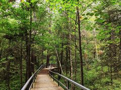 -五营红松林海景区