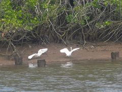 -东寨港红树林旅游区