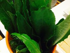 油麦菜-乔先生涮肉·鲜活牛羊肉火锅(塘沽店)