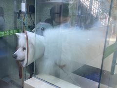 -瑞鹏宠物医院·微创内窥镜·骨外科·牙科(翠竹分院)