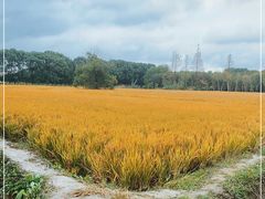 -广富林郊野公园