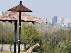 -合肥野生动物园