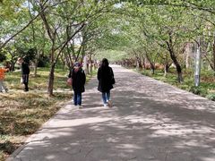 -高东镇樱花园