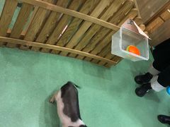 -藦茜花园宠物主题亲子互动体验馆(国顺东路店)