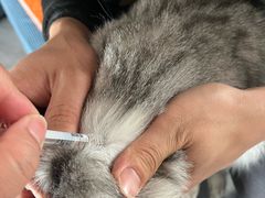 -凯瑞希宠物医院·狂犬免疫·微创·皮肤科