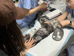 -谐和贝康宠物医院24小时·宠保定点(急重症转诊中心)