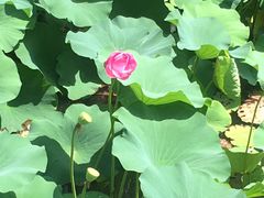 -颐和园-景明楼