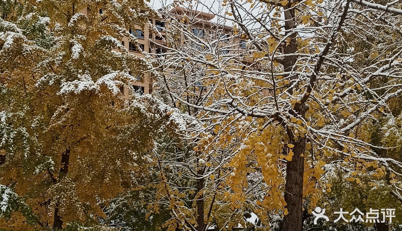 东环公园雪景和黄叶