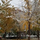 东环公园雪景和黄叶