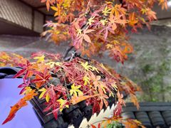 -渔乡米香·剁椒鱼头(四方坪店)
