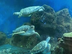 -广东惠东海龟国家级自然保护区