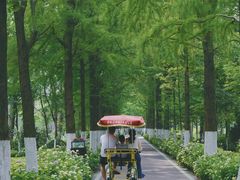 -合肥滨湖国家森林公园