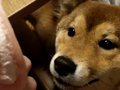-柴务处·柴犬主题狗咖