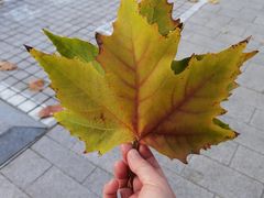 -大铁勺新津菜(中北永旺店)