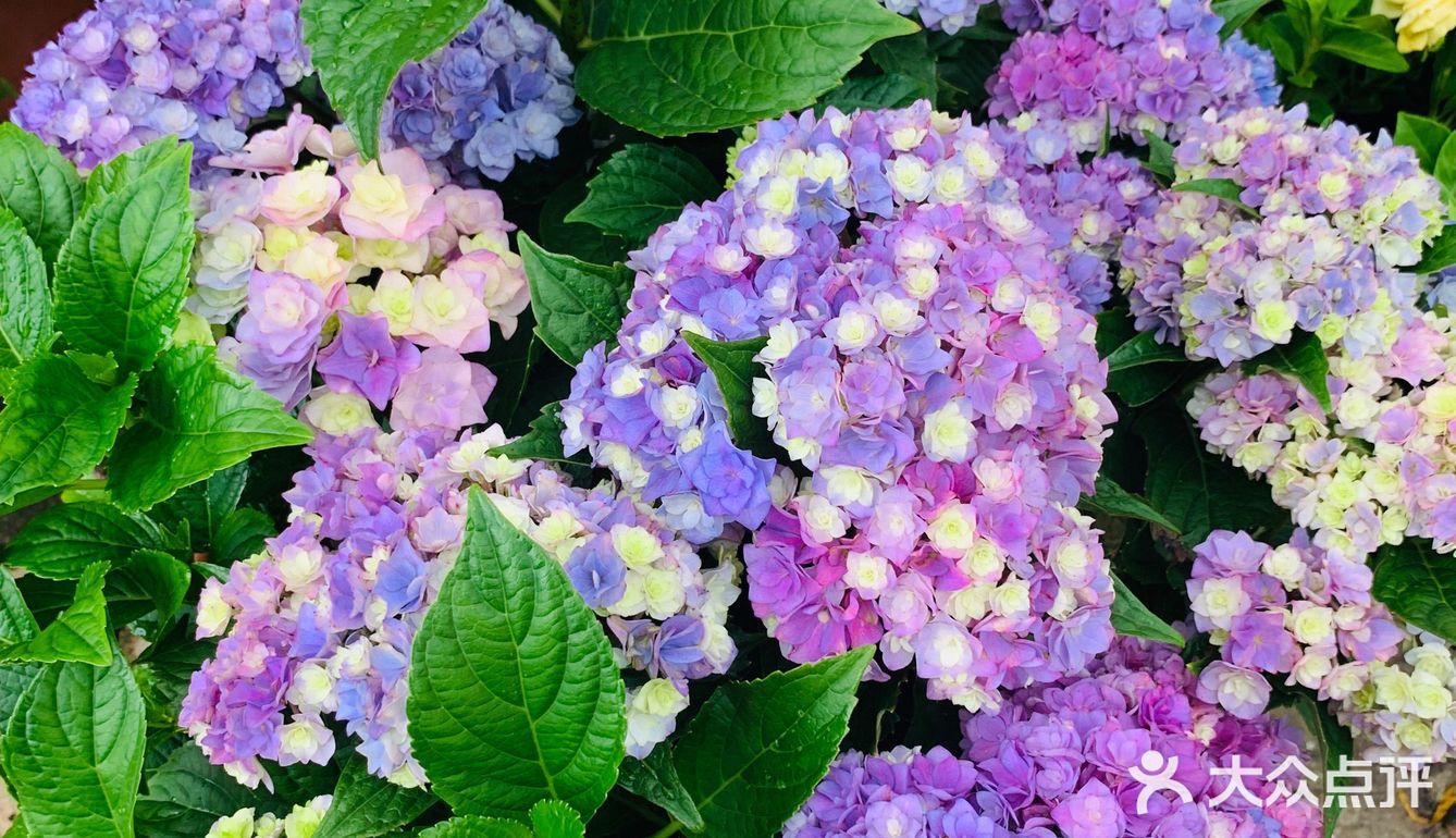 娇艳欲滴の夏日鲜花打卡地🌹