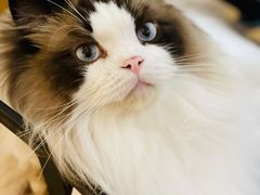 -滚猫咖啡·猫咖·猫友好撸猫(未来城店)