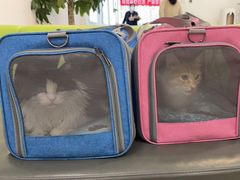 -北京观赏动物医院·24小时大型综合·猫专科·异宠专科