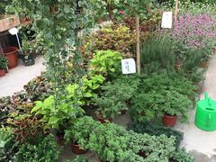 -龙大花卉苗木市场