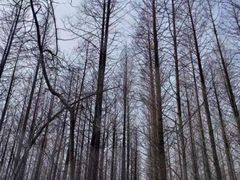 -渡海小渔村.老辈日照菜