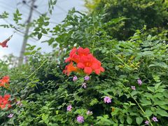 -三圣花乡旅游区