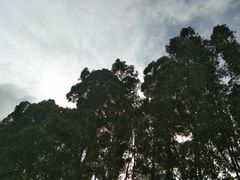 -黄埔古港
