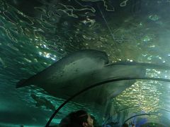 -悉尼海洋生物水族馆