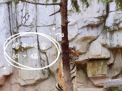 -上海野生动物园