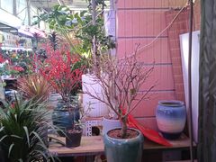 -花鸟鱼虫鲜花绿植市场(玉泉路店)