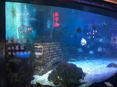 -烟台海昌鲸鲨海洋公园