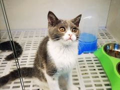 -lincat·猫舍(广州店)