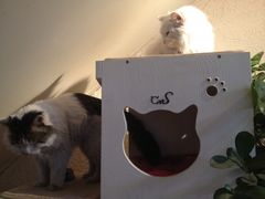 喵咪-Sirena海妖日咖夜酒