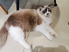 -藏猫猫咖啡主题馆(中央大道店)