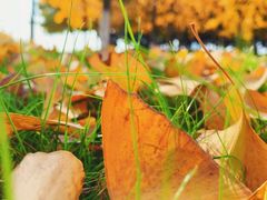 -永定河休闲森林公园