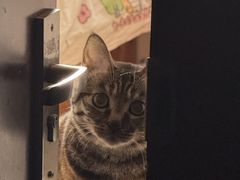-北京观赏动物医院·24小时大型综合·猫专科·异宠专科