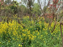 -南汇桃花村