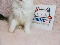-十年猫舍·猫咪专门店(普陀店)