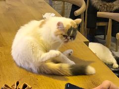 -平行世界·猫咖(首经贸店)