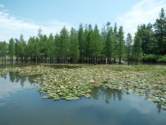 -白鹭湾湿地公园