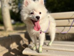 -FAELING PETS美天灵宠物(富力广场店)