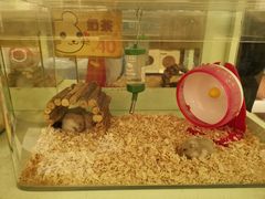 -龙猫仔乐园(惠福东路店)