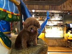 -more than meow吴止猫主题餐厅(承德 中船汇店)