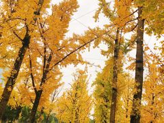 -百林公园-两江幸福广场