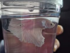 -哈尔滨道外花鸟鱼市场