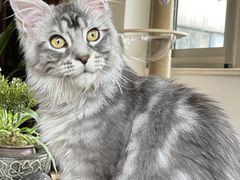 -十年猫舍·猫咪专门店(普陀店)
